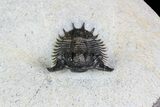 Bumpy Acanthopyge (Lobopyge) Trilobite #92942-6